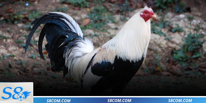 Bảng vị kèo cược hấp dẫn khi xem gà Mỹ đá trực tuyến 