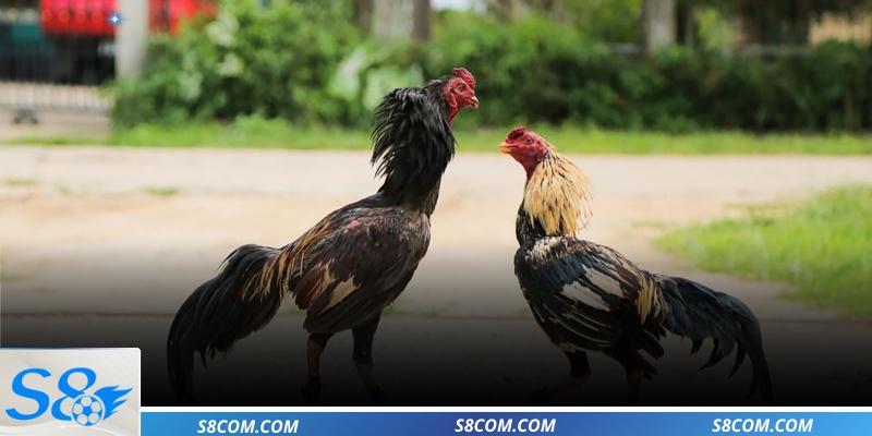 Bảng vị kèo đá gà Thomo giải lớn chuẩn xác tại S8