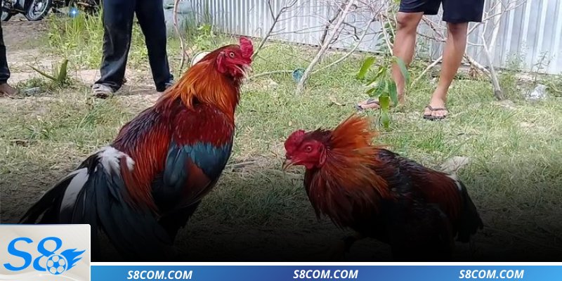 Các kèo cược tại đá gà Thomo giải lớn