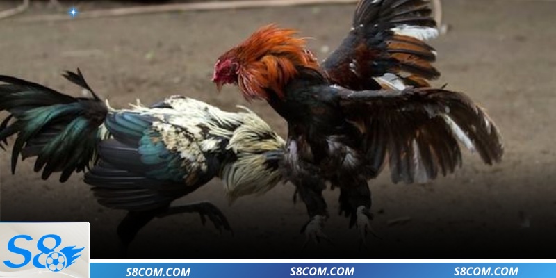 Các loại kèo cược siêu hấp dẫn 