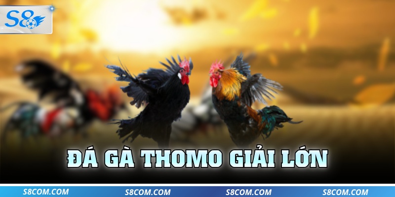Đá gà Thomo giải lớn