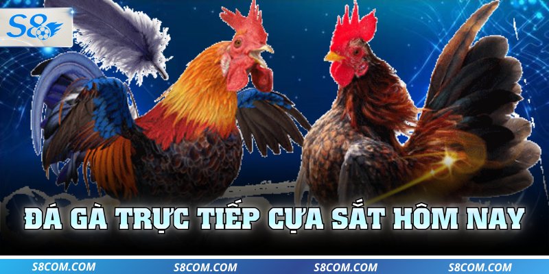 Đá gà trực tiếp cựa sắt hôm nay