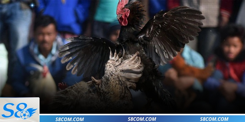 Giao diện xem gà Mỹ đá trực tuyến sắc nét tại S8