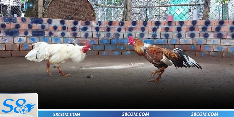 Hé lộ bí kíp chọn gà cực chuẩn