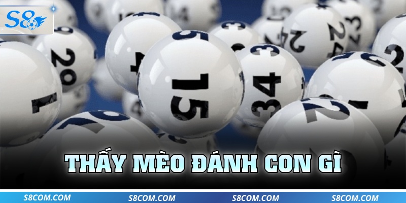 Thấy mèo đánh con gì