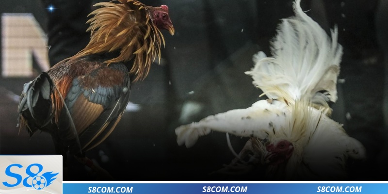 Toàn cảnh đấu trường đá gà Thomo giải lớn đầy uy lực