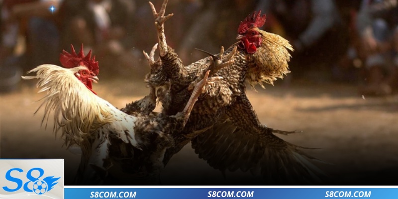 Toàn cảnh đấu trường đá gà trực tiếp cựa sắt hôm nay